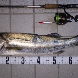 ゴールデンウイーク　シーバス調査